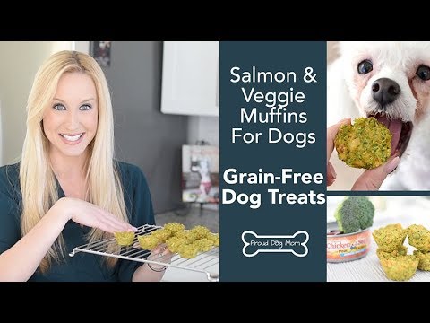 download lagu mp3 mp4 Grain Free Salmon Dog Treat Recipes, download lagu Grain Free Salmon Dog Treat Recipes gratis, unduh video klip Grain Free Salmon Dog Treat Recipes