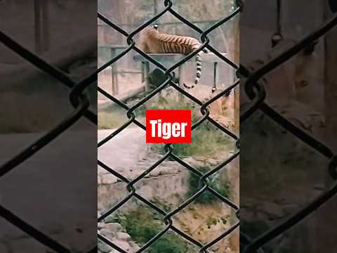 Ishq jaisa kuchh #shorts #fighter #song #viral #trending #youtubeshorts