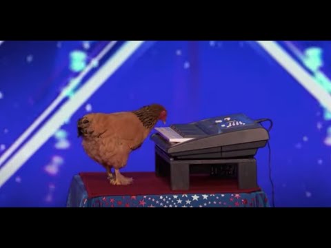 Plin  Plin  Plon Gallina Dark souls meme