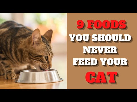 9 foods you should never feed your cat 2022