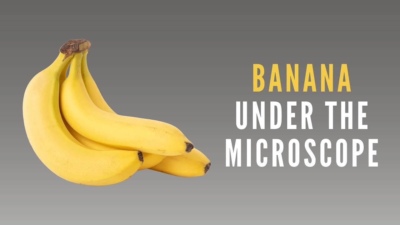 What does a banana look like under a microscope? 🍌🔬