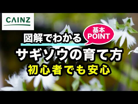 園芸 サギナサブラタ