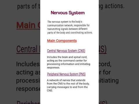 Understanding the Human Nervous System: CNS and PNS Explained