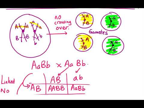 linked vs unlinked genes