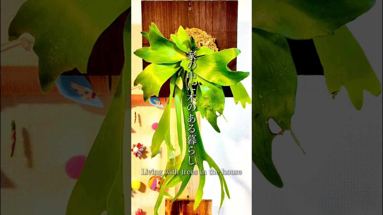 【観葉植物】コウモリラン、家の中に植物のある暮らし#コウモリラン #ビカクシダ  #観葉植物