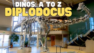 Dinos A to Z: Diplodocus | Learn all about this Brontosaurus-like dinosaur