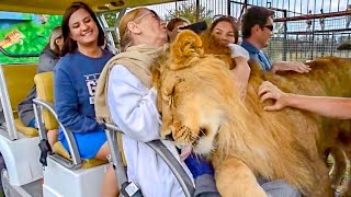 [問卦] 俄羅斯動物園可以跟跟獅子抱抱