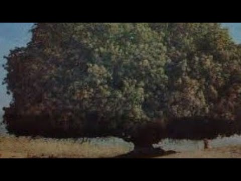 LIVING TREE SAHABI DARAQT (JO HAYAT JAWEEDAN KA BAYES HAI)