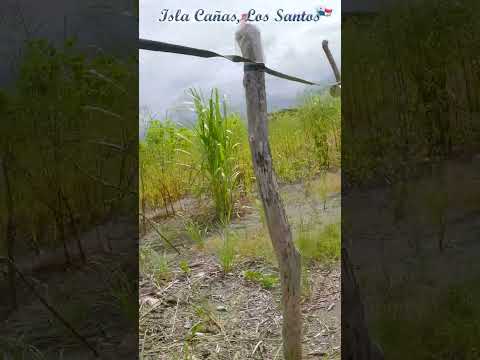 Isla de Cañas, Los Santos, Panamá