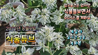 2021년 8월 9일 월요일 실외활동 힘든 때 랜선으로 예쁜식물 보면서  수다떨어봐요 #양재꽃시장 #식물튜브