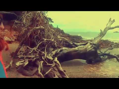 Rewilding divination: Fallen Tree as acceptance of Failure!