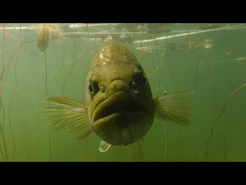The Hidden World of the Largemouth Bass