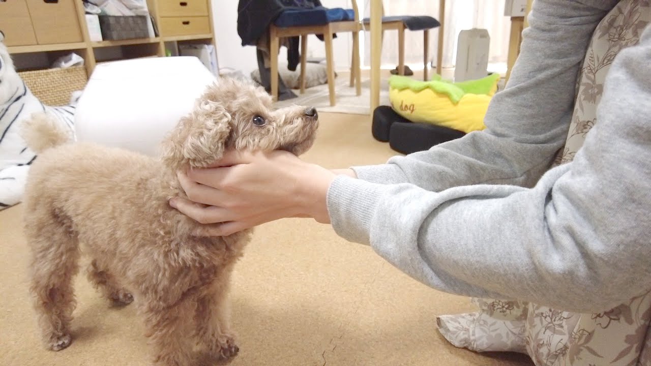 【ご報告】新しい子犬の家族をお迎えすることになりました。