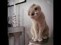 "Shut Up!"--  An Unofficial Joe Walsh Cat Video