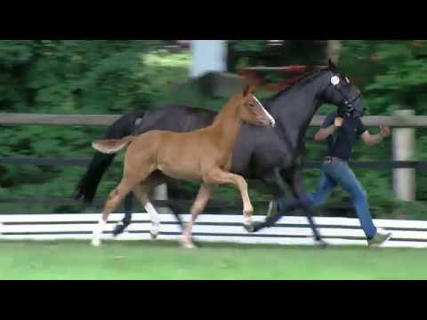 Stf v Vitalis x Detroit x Sandro Hit 2017