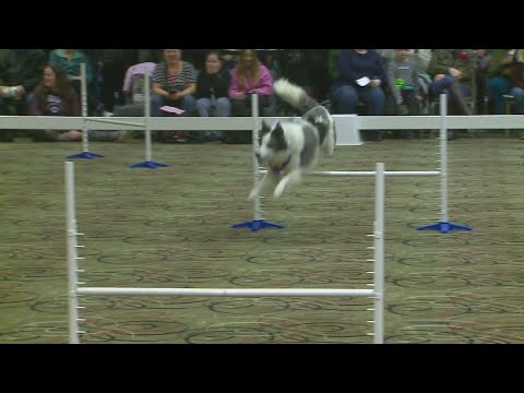 Great American Dog and Cat Show draws huge crowds in Tinley Park - YouTube