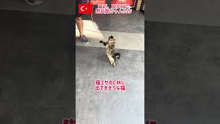 最近、見かけた野良猫ちゃんたち #トルコ #shorts #猫動画 #野良猫 #海外生活 #海外在住