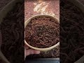 Quick Tip Introducing New Worms Into Your Worm Bin Worms Compost Vermicompost Organicfertilizer
