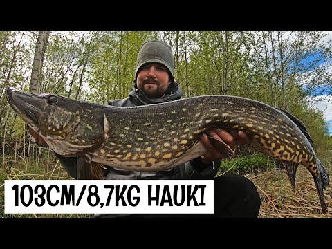 SUURHAUKEA MATALASTA - HAUKI TANKKAA KUTUPAIKOILLE SAAPUVAA SÄRKIKALAA