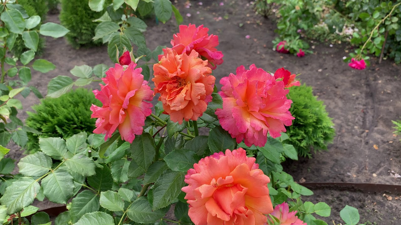 Роза Easy Does It/ Изи Даз Ит ????