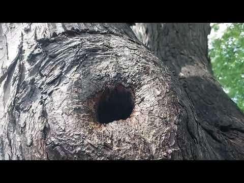 Hole in a Tree Full of European Hornets in Titusville, NJ