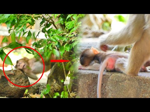 Baby Monkey Saba Fall Head On The Stone When he climbed a tree 😢