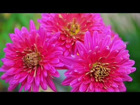 HD Pictures from India Video