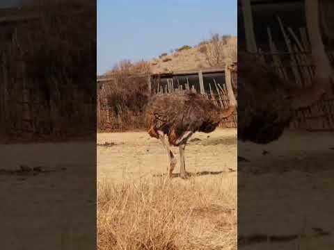 Crazy ostrich walk up close! #ostrich #wildlife #fyp