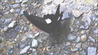 ムビる18503 20210804 006 モンキアゲハ monkiageha