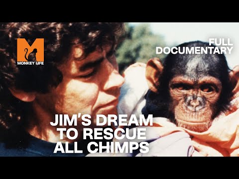 It's A Monkey Life: Jim's Dream | Full Documentary | Monkey World