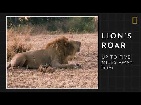 Unit 2 - The Lion's Roar (Reading Explorer 2 - 3rd Edition)