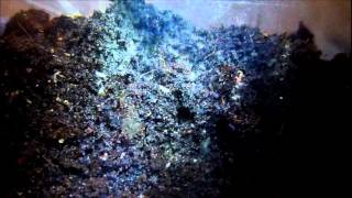 Regarding white isopods in T enclosures