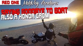 Saying Goodbye to Goat || Honda Grom
