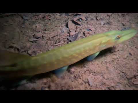 Nachttauchgang im Heeder See