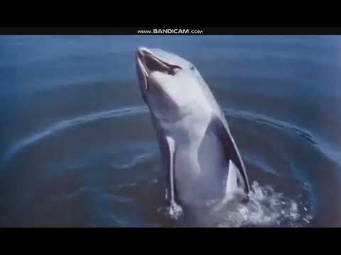 Flipper's New Adventure (1964) title sequence