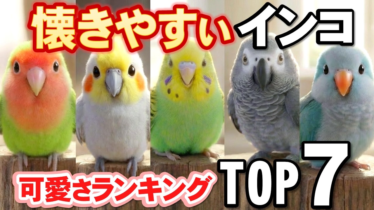 おしゃべり上手で可愛すぎる鳥さん７選！その理由が凄かった