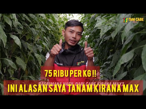 FIRST HARVEST PRICE 75 THOUSAND! THIS IS THE REASON I PLANT KIRANA MAX CHILI FROM AURA SEED.