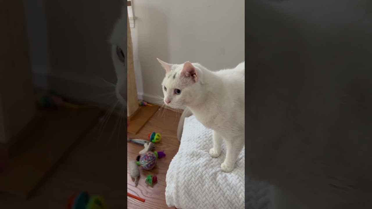 Enlarge Miles, a Adoptable mixed breed in Bristol, CT video 1/5