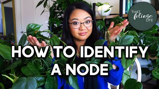 What Is a NODE and what does it look like? (seven different plant examples)