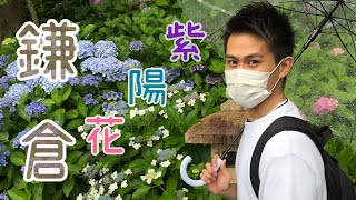 [遊記] 漫步鎌倉-繡球花