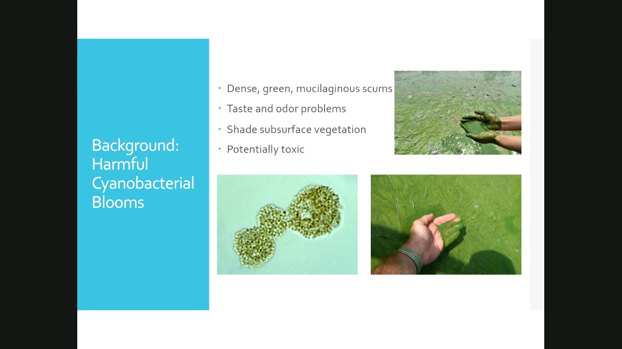 Harmful Algal Blooms: The Current 59