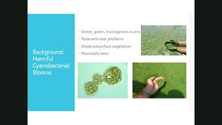 Harmful Algal Blooms: The Current 59