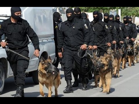 , title : 'تدريب الكلاب البوليسية الأمريكية American Police Dog Training'