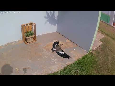 Prefeitura de São Francisco do Guaporé Rondônia do bairro alto Alegre a cidade baixa