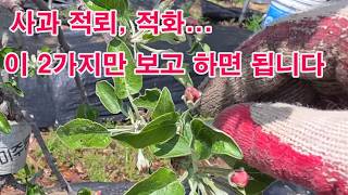 사과 적뢰, 적화... 이 2가지만 보고 하면 됩니다. 우량 사과 얻으려면 적뢰, 적화가 먼저...(꽃봉오리…