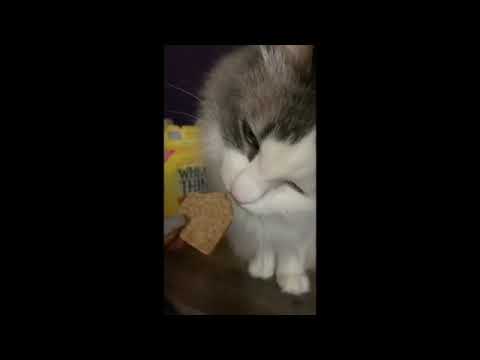 Cosette the Cat Eating Her Favorite Snack: Wheat Thins
