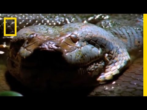 Giant anaconda eats hippo
