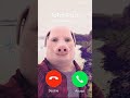 John Pork Is Calling