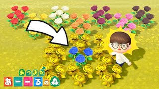 【あつ森】青バラ咲かせたら天才です。【あつまれどうぶつの森】