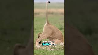 Download lagu The Chase is Over! The Baby Warthog Falls into the Lion’s Claws #LawOfTheJungle #LionVsWarthog mp3